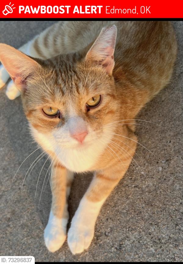Lost Male Cat last seen Near Napa Valley, Edmond, OK 73013