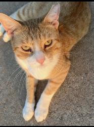 Lost Male Cat last seen Near Napa Valley, Edmond, OK 73013