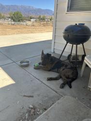 Found/Stray Male Dog last seen Highland home Road and Sun Lakes, Banning, CA 92220