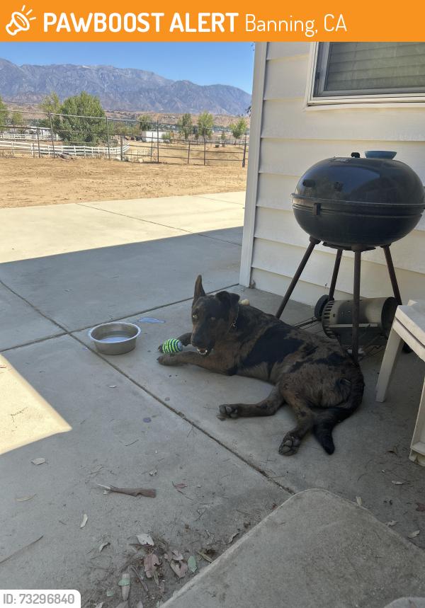 Found/Stray Male Dog last seen Highland home Road and Sun Lakes, Banning, CA 92220