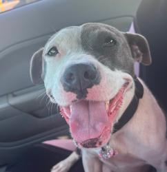 Reunited Female Dog last seen N Henry blvd, Stockbridge, GA 30281
