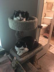 Lost Female Cat last seen Raynorwood Ct, Arlington, TX 76015