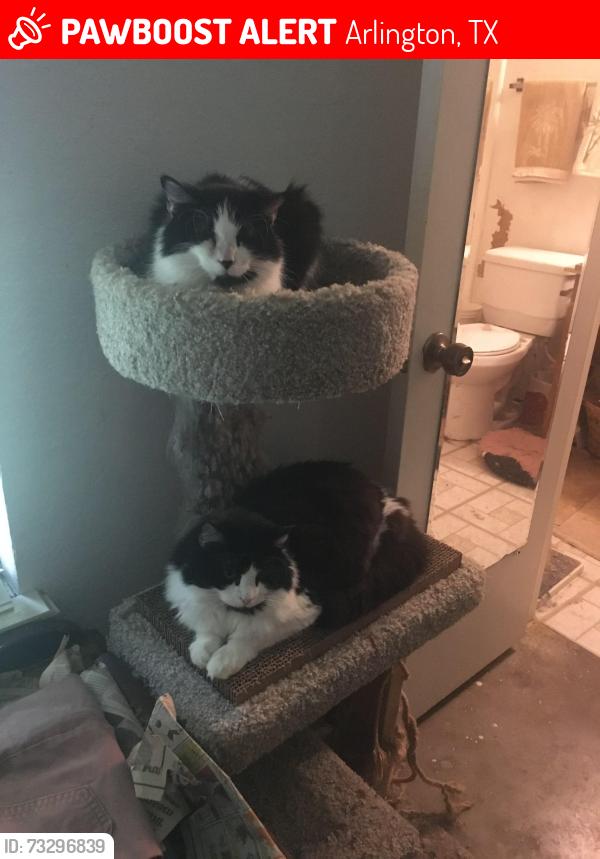 Lost Female Cat last seen Raynorwood Ct, Arlington, TX 76015