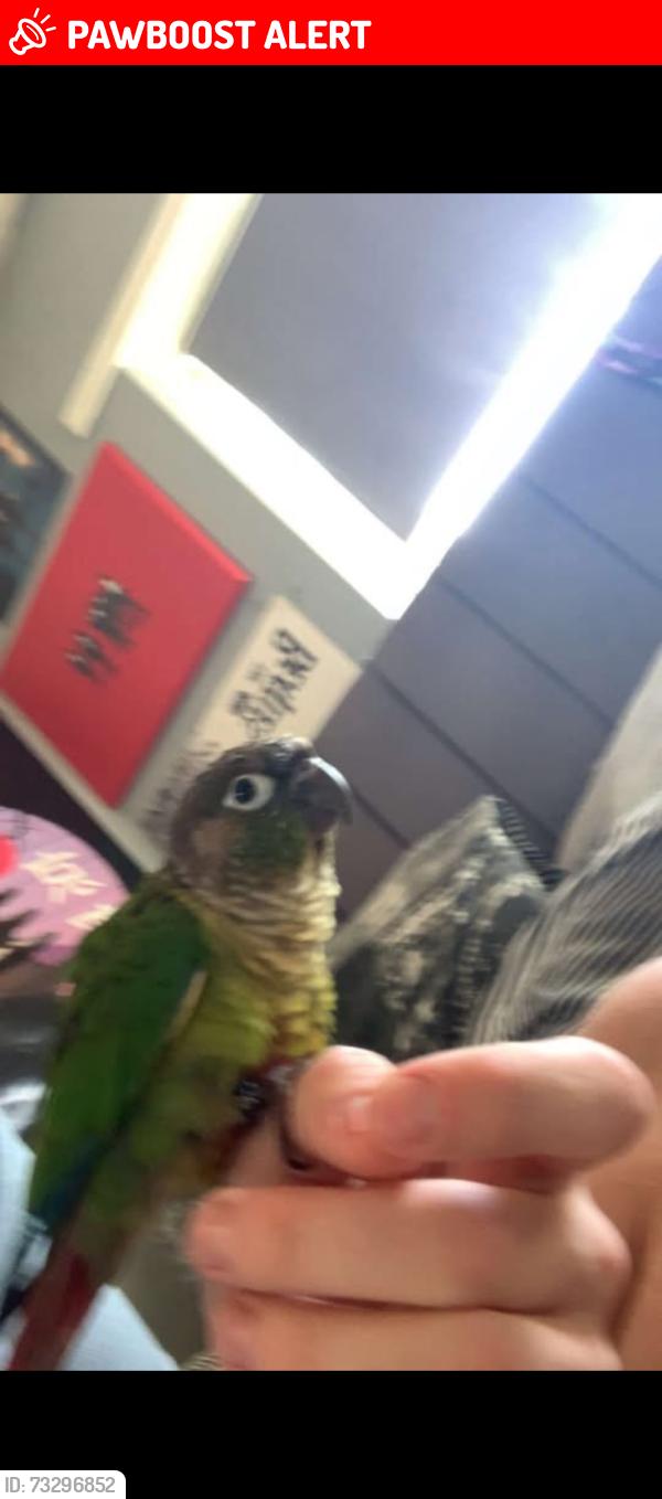 Lost Unknown Bird last seen Woburn hill/guernsey road, Merseyside, England L13