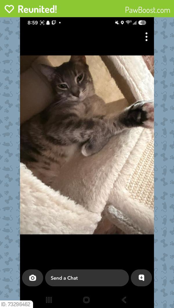Reunited Male Cat last seen Lincoln square, Chicago, IL 60625