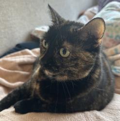 Lost Female Cat last seen Lystra Rd. Chapel Hill, NC, Chatham County, NC 27517