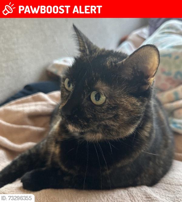 Lost Female Cat last seen Lystra Rd. Chapel Hill, NC, Chatham County, NC 27517