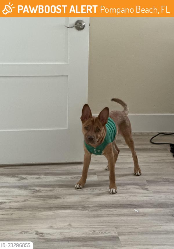 Found/Stray Male Dog last seen Near NE 7th St, Pompano Beach, FL 33060