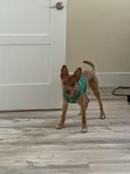 Found/Stray Male Dog last seen Near NE 7th St, Pompano Beach, FL 33060