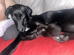 Reunited Female Dog last seen Bellaire dr s, southwest blvd, Fort Worth, TX 76109