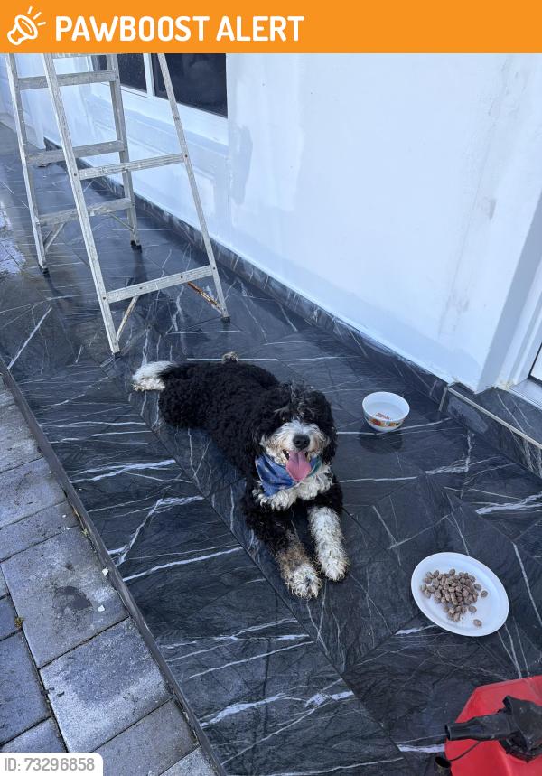 Found/Stray Male Dog last seen Near, Miami-Dade County, FL 33157