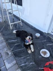 Found/Stray Male Dog last seen Near, Miami-Dade County, FL 33157
