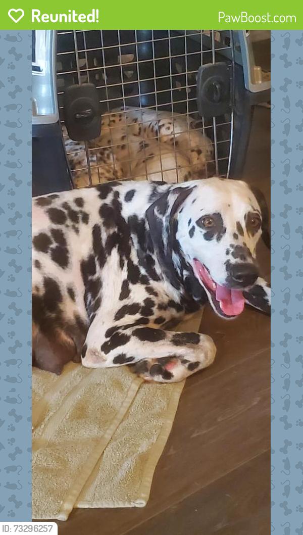 Reunited Female Dog last seen VERANDA Strongbark Dr. Royse City, Royse City, TX 75189