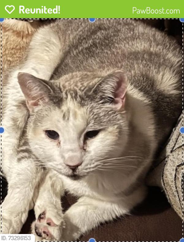 Reunited Female Cat last seen Shepherd and Fairview, Houston, TX 77019