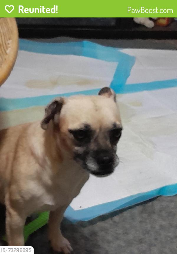 Reunited Female Dog last seen Alda Rd se, Rio Rancho, NM 87124