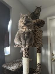 Lost Female Cat last seen 19th street and Fillmore, Hollywood, FL 33020