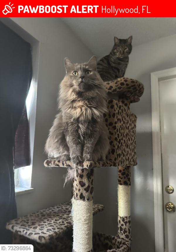 Lost Female Cat last seen 19th street and Fillmore, Hollywood, FL 33020