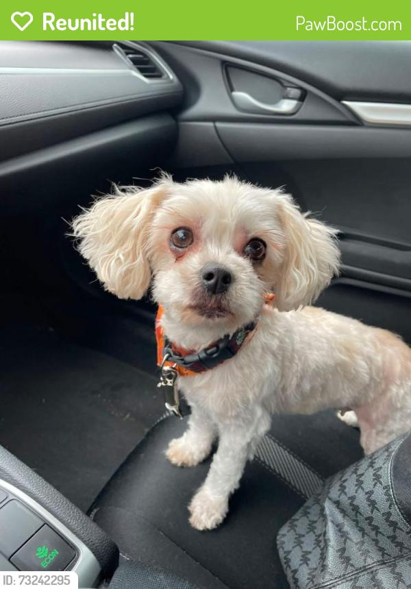 Reunited Female Dog last seen Laurelville village., Kingston, OH 45644