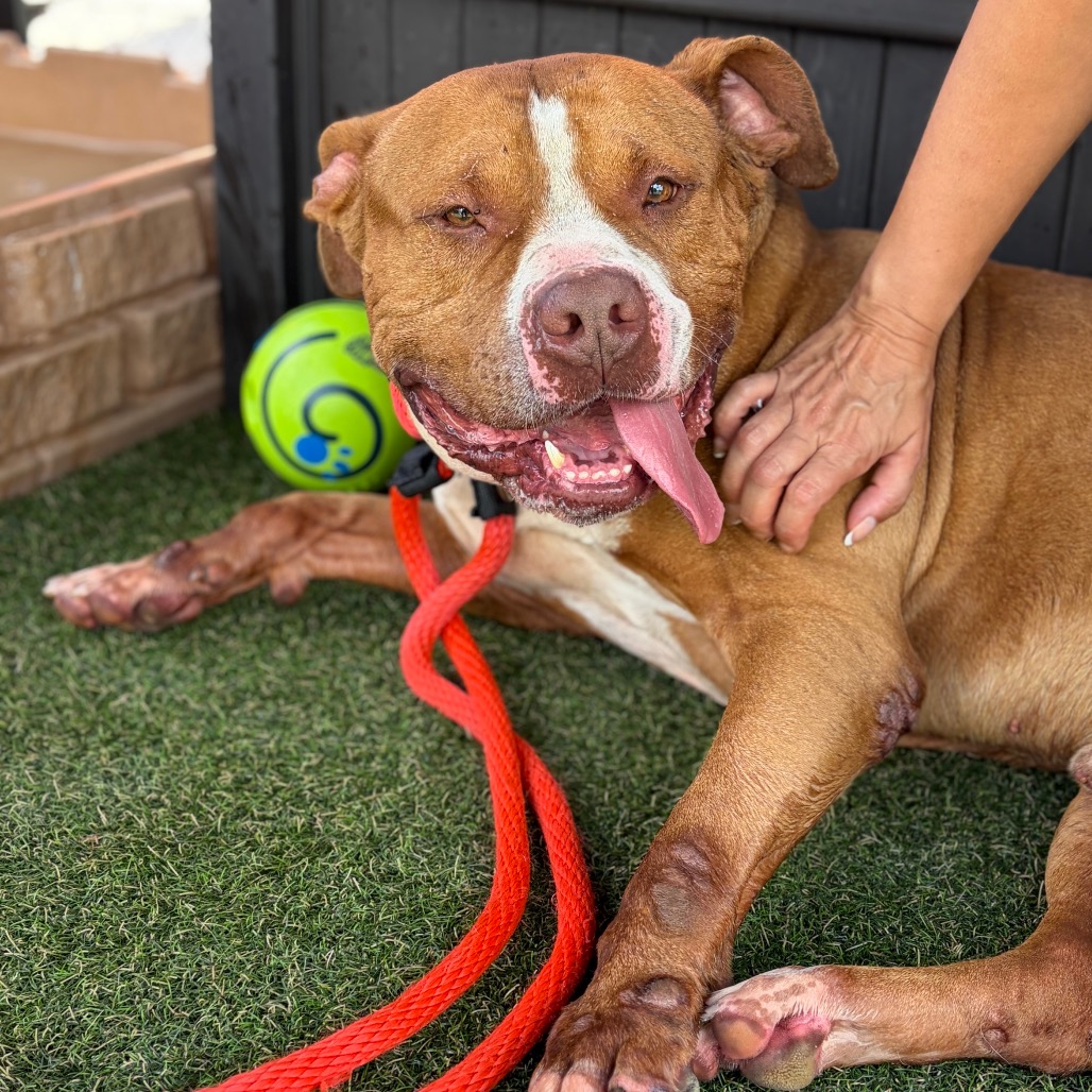 Shelter Stray Male Dog last seen , Animal Care & Control Team of Philly, 111 W Hunting Park Ave, Philadelphia, PA 19140, USA