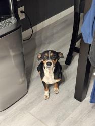 Found/Stray Female Dog last seen hmstd, Krome,, Miami, FL 33187