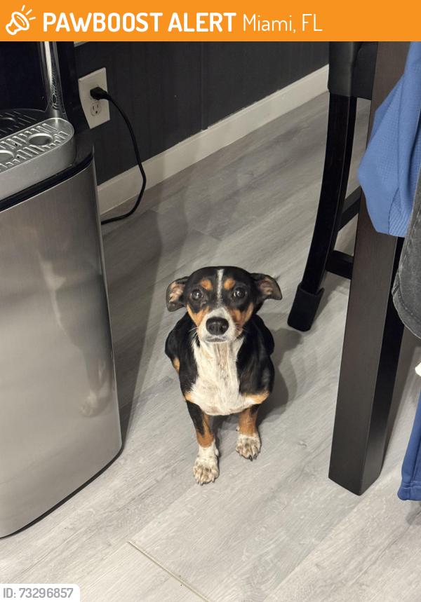 Found/Stray Female Dog last seen hmstd, Krome,, Miami, FL 33187