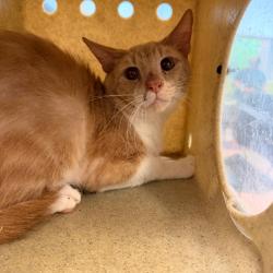 Shelter Stray Male Cat last seen , Animal Care & Control Team of Philly, 111 W Hunting Park Ave, Philadelphia, PA 19140, USA