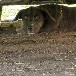 Shelter Stray Female Dog last seen , 2350 Appling City Cove, Memphis, TN 38133, USA