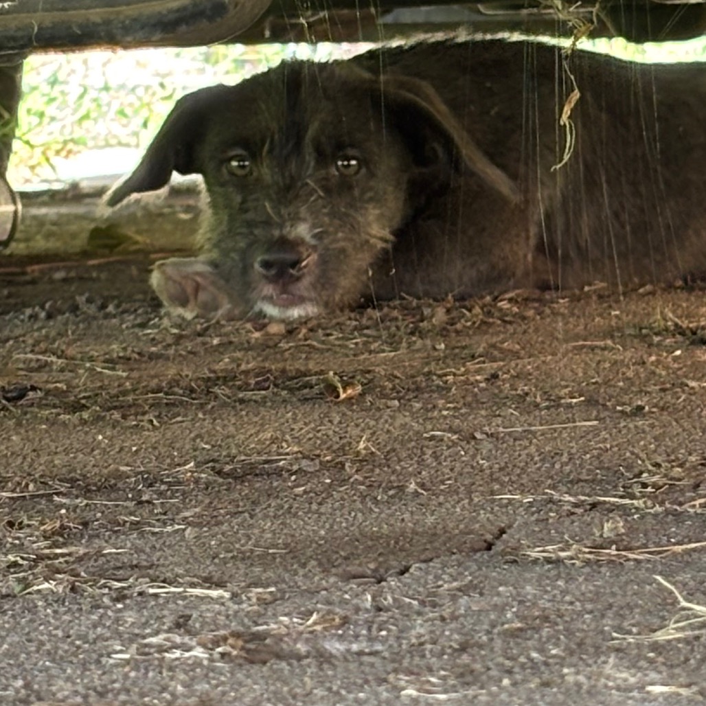 Shelter Stray Female Dog last seen , 2350 Appling City Cove, Memphis, TN 38133, USA