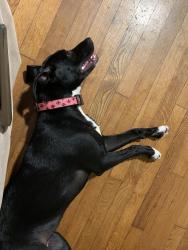Lost Male Dog last seen Jamison and Brandywine, Pensacola, FL 32507