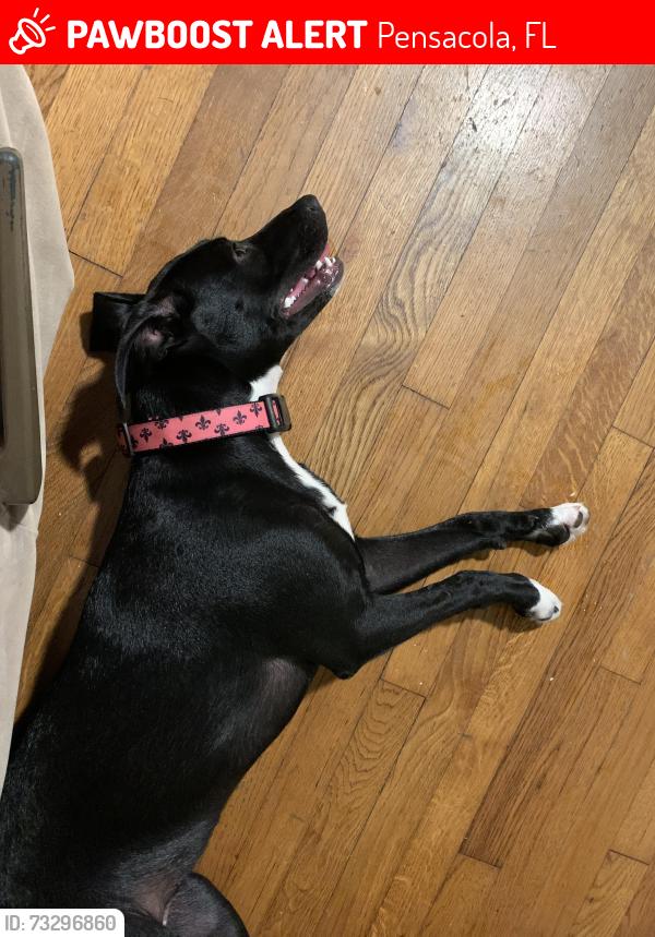 Lost Male Dog last seen Jamison and Brandywine, Pensacola, FL 32507