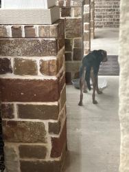 Reunited Male Dog last seen Victoria Drive Rowlett, Rowlett, TX 75088