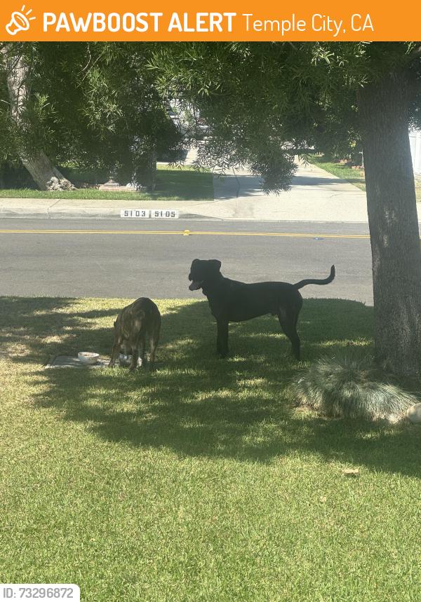 Found/Stray Unknown Dog last seen Pal Mal, Temple City, CA 91780