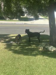 Found/Stray Unknown Dog last seen Pal Mal, Temple City, CA 91780