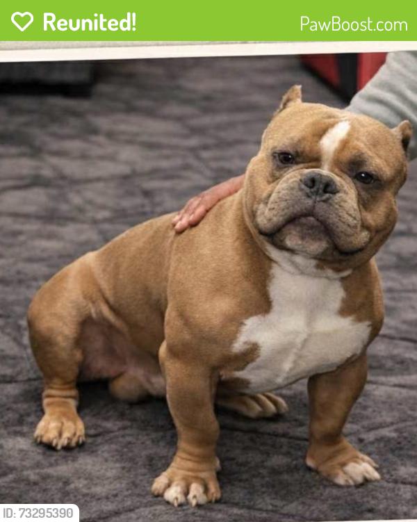 Reunited Male Dog last seen Sheldon north and Calvine, Elk Grove, CA 95624