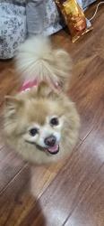 Reunited Female Dog last seen Tram cream coffee, San Jose, CA 95112