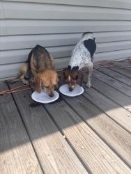 Found/Stray Female Dog last seen In my front yard, Duson, LA 70529