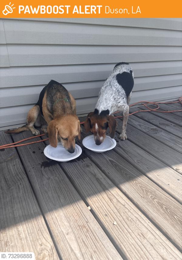 Found/Stray Female Dog last seen In my front yard, Duson, LA 70529