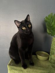Lost Male Cat last seen Margareta and Greenlawn, Detroit, MI 48221