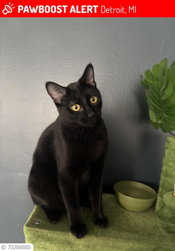 Lost Male Cat last seen Margareta and Greenlawn, Detroit, MI 48221