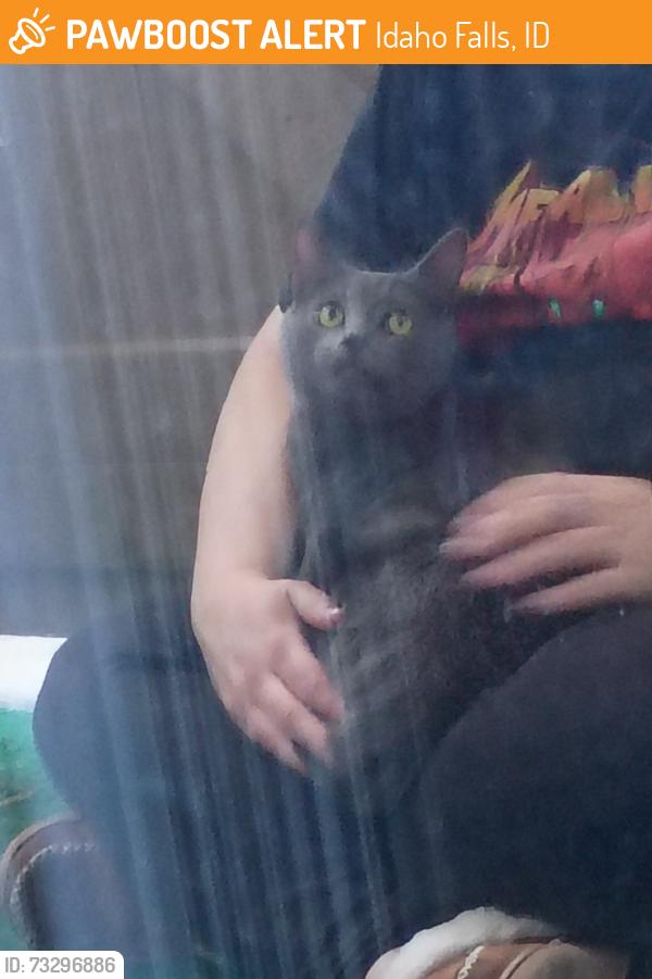 Found/Stray Female Cat last seen 17th and Hoopes Ave., Idaho Falls, ID 83404