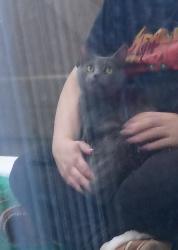 Found/Stray Female Cat last seen 17th and Hoopes Ave., Idaho Falls, ID 83404
