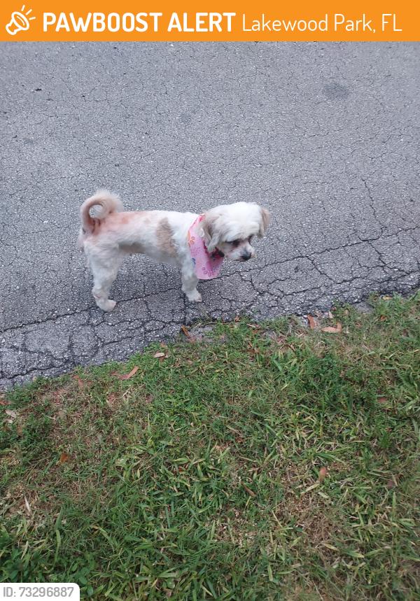 Found/Stray Female Dog last seen Eden rd and kings hwy, Lakewood Park, FL 34951