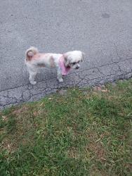 Found/Stray Female Dog last seen Eden rd and kings hwy, Lakewood Park, FL 34951