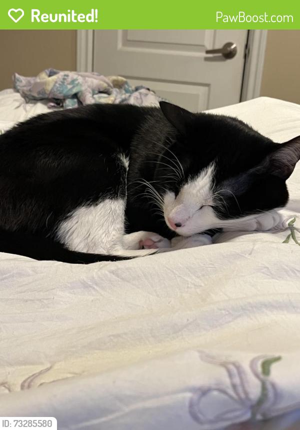 Reunited Male Cat last seen Magnolia street, El Cajon, CA 92021