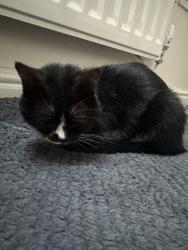 Reunited Male Cat last seen Royal orthopaedic hosp, Birmingham, West Midlands, England B31 2FL