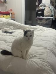 Reunited Female Cat last seen Near Silver Dr, Santa Ana, CA 92703, USA, Santa Ana, CA 92703