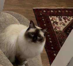 Reunited Male Cat last seen Maidstone road chatham, Medway, England 