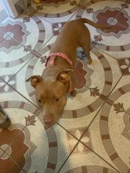 Found/Stray Female Dog last seen 22nd &Ave N, Galveston, TX 77550