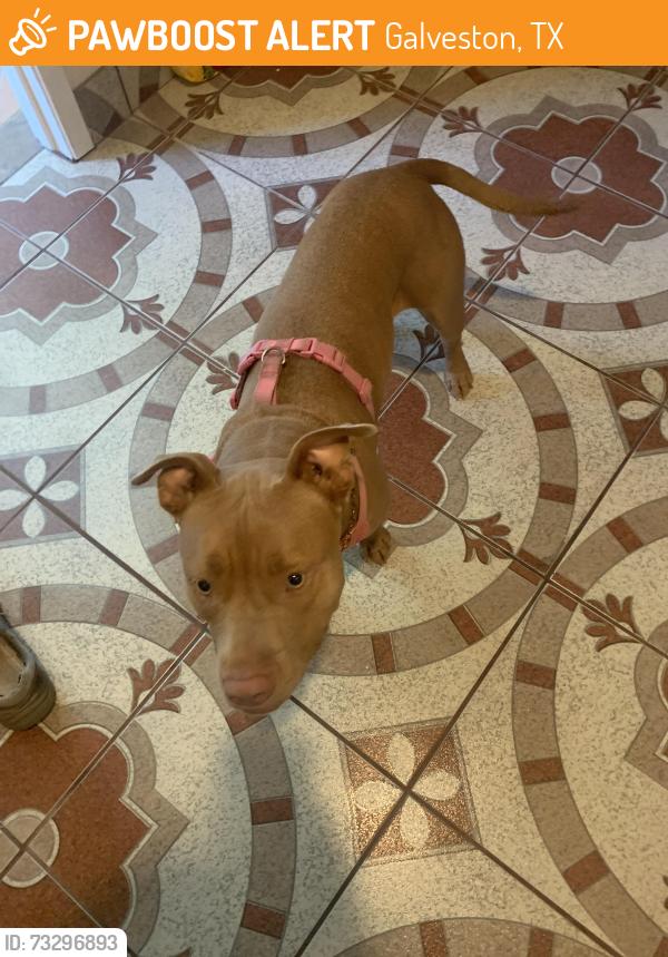 Found/Stray Female Dog last seen 22nd &Ave N, Galveston, TX 77550