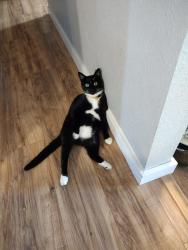 Lost Female Cat last seen Near 192nd St CT East spanaway wa, Spanaway, WA 98387